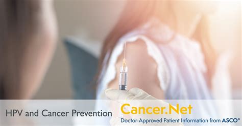 Hpv And Cancer Cancer Net