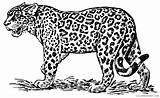 Ocelot Coloring4free Coloring Printable Pages Related Posts sketch template