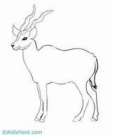 Oryx Coloring Pages Antelope Animals Color Impala Kids Printable Sheet Animal Bongo Designlooter sketch template