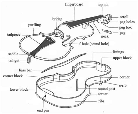 violin anatomy discover    parts   violin  included
