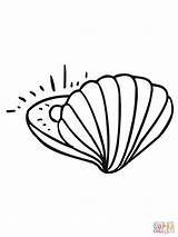 Muschel Perle Mit Ausmalbild Almeja Zum Colorear Perla Clam Muscheln Malvorlage Zeichnen Perl Mermaid Nautilus sketch template