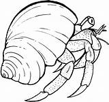 Crab Outline Drawing Shell Hermit Getdrawings sketch template