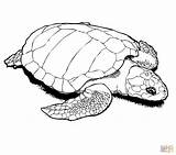 Tortuga Dibujo Lora Turtle Ridley Siluetas sketch template