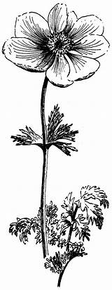 Coronaria Anemone Etc Clipart Original sketch template