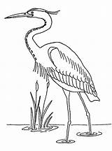 Heron Coloring Pages Print sketch template