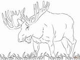 Moose Elch Ausmalbilder Kostenlos Ausmalbild Alce Ausdrucken Alces Supercoloring Paginas Sheets sketch template