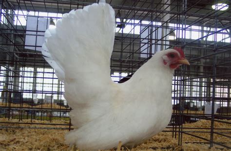 White Japanese Bantam Chickens For Sale Cackle Hatchery