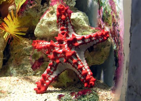 echinodermata echinoderms starfish sea urchins  sea cucumbers