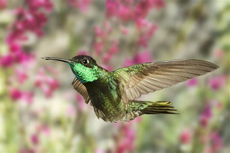 magnificent hummingbird photograph  gregory scott fine art america