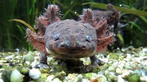 andersons salamander ambystoma andersoni youtube