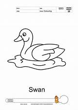Colouring Thin Line Worksheets Coloring Swan sketch template