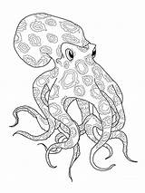 Octopus Ringed Coloriage Ausmalbilder Mewarnai Gurita Ausmalbild Polvo Krake Pieuvre Colorir Kraken Tintenfisch Supercoloring Omeletozeu Pulpos Pulpo Octopodes Anillos Spirit sketch template