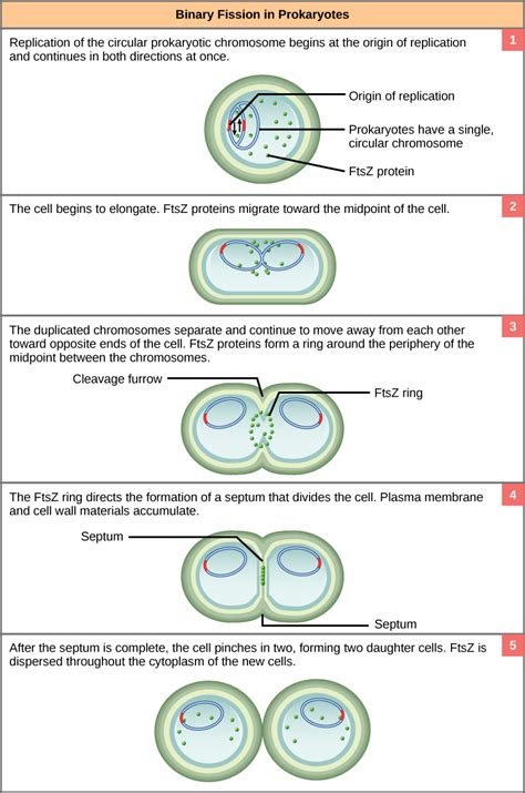 prokaryotic cell division biology