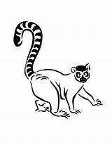 Lemur Coloring Outline Drawing Walking Cautiously Angry Tattoo Getdrawings Tailed Ring Tattooimages Biz Luna Color sketch template