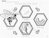 Bee Bmg sketch template