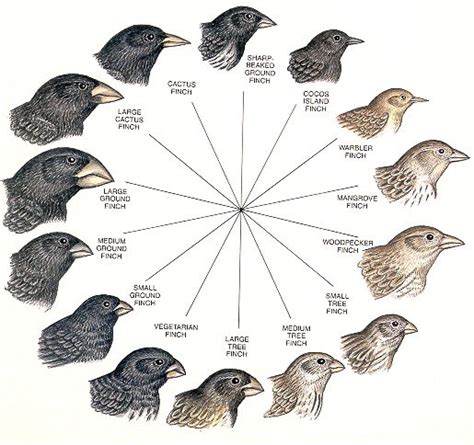 Darwin S Finches Read The Beak Of The Finch And The Illustration Will