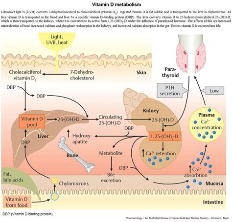 vitamin  metabolism vitamind metabolism pathophysiology grepmed