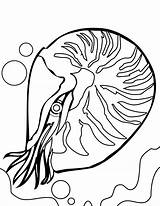 Coral Coloring Reef Pages Nautilus Clipart Kids Fish Line Drawing Drawings Clipartmag Designlooter 1275 49kb Popular sketch template