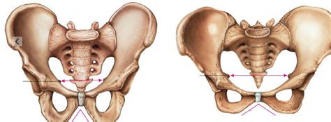 Difference Between Male And Female Pelvis Bone Slidesharedocs