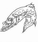 Barracuda Fish Coloring Pages Drawings Drawing Kids Line Teeth Clipart Print Color Cliparts Designlooter Library 786px 55kb Colouring sketch template
