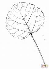 Aspen Leaf Coloring Tree Printable Pages Drawing Quaking Supercoloring sketch template