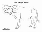 Buffalo Coloring Cape Sponsors Wonderful Support Please sketch template