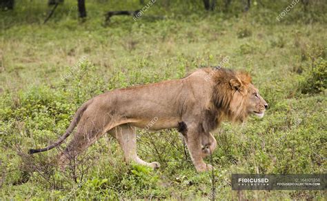 male lion walking animal green stock photo