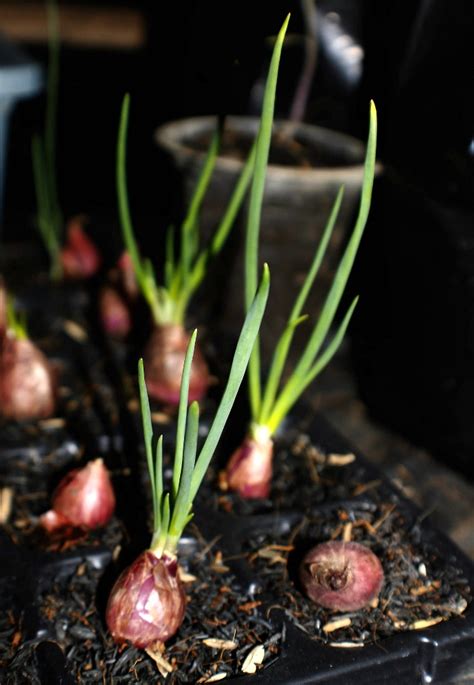 tested tips   storing  growing shallots