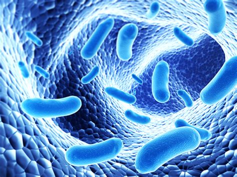 pathogens human  animal waste