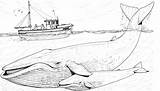 Whales Blauwal Humpback Ausmalbild Balenottera Azzurra Jungtier Mutter Ausdrucken Visit Humans Xyz Bestcoloringpagesforkids sketch template