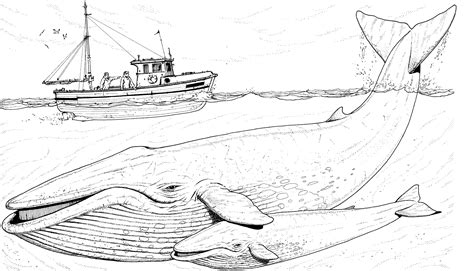 whale coloring pages