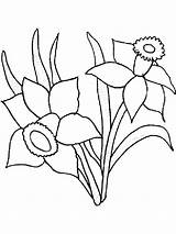 Daffodils Daffodil Spring sketch template