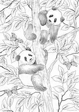 Pandas Panda Coloring Favoreads Coloringart Leerlo Colorat sketch template