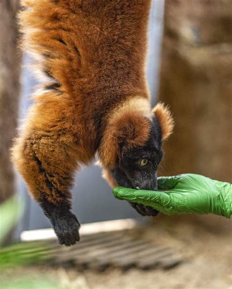 farewell to the queen of lemur forest · tennessee aquarium