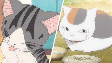 lucu  menggemaskan  kucing terbaik    anime dafundacom