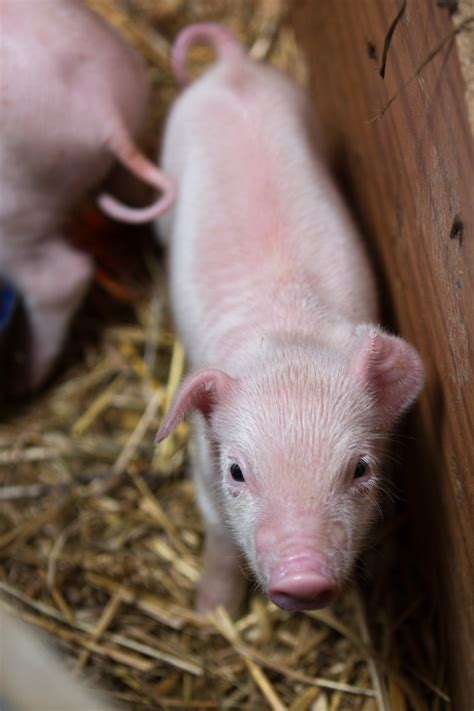 cute piglet  stock photo public domain pictures