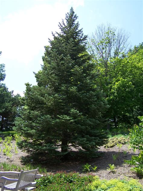 white fir pine tree      real christmas tree