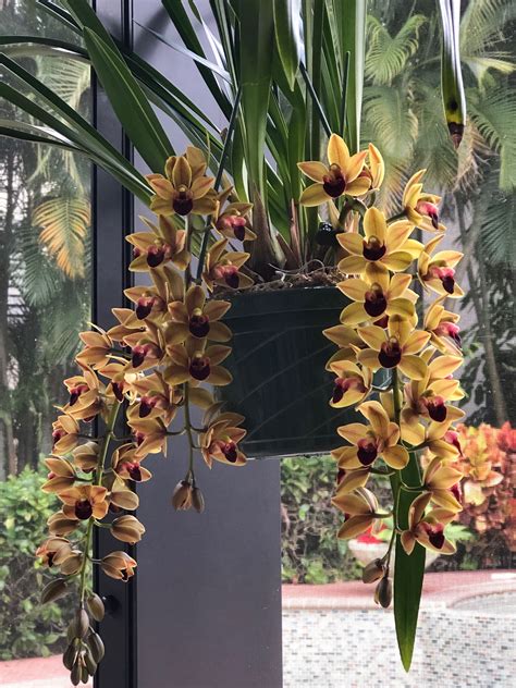 2 19 Cymbidium Orchids Flowers Flower Arrangements