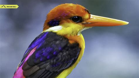 kingfisher  india ten types  kingfisher birds treks  trails