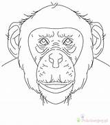Chimpanzee Colorat Desene Kolorowanki Szympans Dzieci Animale Salbatice Planse Bestcoloringpagesforkids sketch template