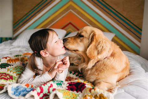 affectionate dog breeds  love  cuddle readers digest