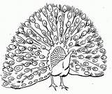 Peacock Coloring Pages Printable Kids Clipart sketch template