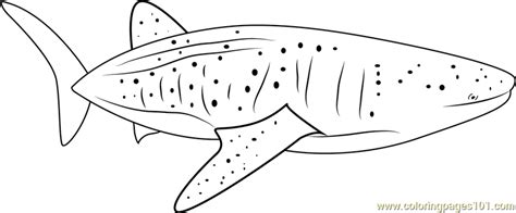 blue whale coloring page  whale coloring pages coloringpagescom