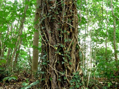 woody vines  strangling carbon storage  tropical trees     huge impact