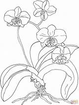 Coloring Orchid Phalaenopsis Moth Pages Drawing sketch template