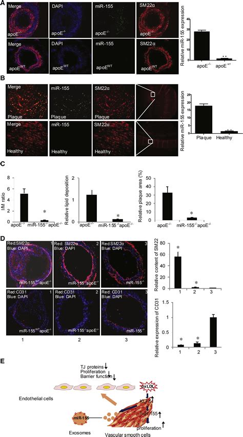 exosome mediated mir 155 transfer from smooth muscle cells to
