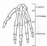 Hand Drawing Skeleton Coloring Anatomy Right Bones Bone Pages Skeletal Labels Foot Left Anterior Worksheet Label Human Diagram Wrist Getdrawings sketch template