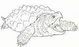 Snapping Crocodile Alligator sketch template