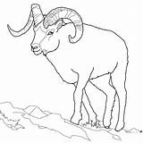 Sheep Coloring Schaf Bighorn Colorare Disegni Montagna Ausmalbild Pecora Mouflons Rocciose Montagne Tundra Ausmalen Carneiro Malvorlagen Schafe Malvorlage Canadiens Strickendes sketch template