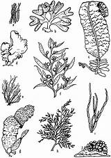 Algae Designlooter Characteristic Ulva Ectocarpus Alaria Fucus sketch template
